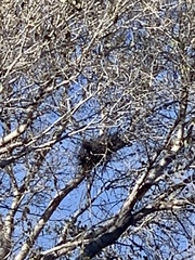 Buteo plagiatus