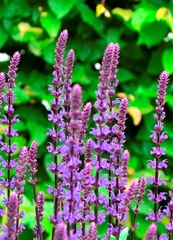 Salvia nemorosa