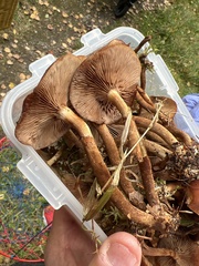 Kuehneromyces mutabilis