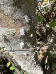 Zanthoxylum clava-herculis