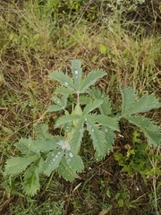 Melianthus major