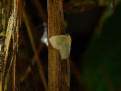 Glaphyria glaphyralis