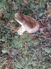 Tricholoma caligatum