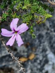 Jamesbrittenia calciphila