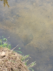 Ondatra zibethicus