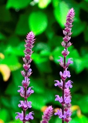 Salvia nemorosa