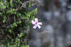 Jamesbrittenia calciphila