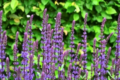 Salvia nemorosa