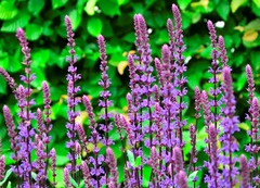 Salvia nemorosa
