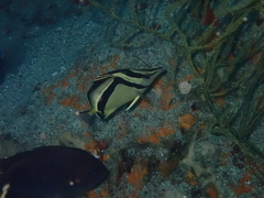 Prognathodes carlhubbsi