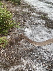 Masticophis flagellum flagellum