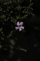 Jamesbrittenia calciphila