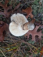 Tricholoma caligatum