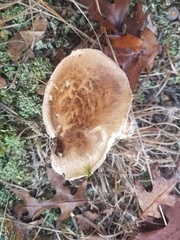 Tricholoma caligatum