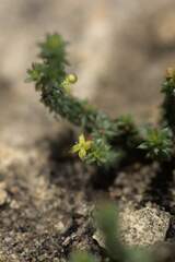 Galium bredasdorpense