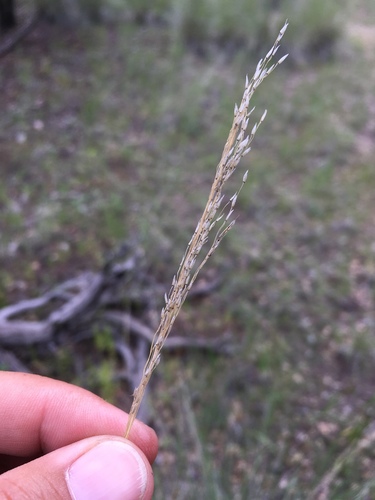 Muhlenbergia dubia, photograph 6