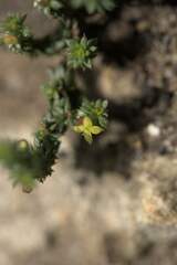 Galium bredasdorpense