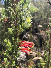 Erica discolor