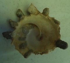Xenophora pallidula image