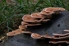 Hexagonia tenuis