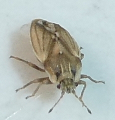 Parapiesma cinereum