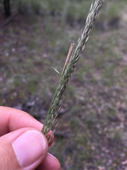 Muhlenbergia dubia