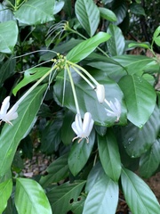 Posoqueria latifolia