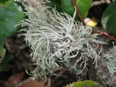 Ramalina celastri