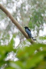 Dicrurus hottentottus