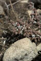 Delosperma litorale