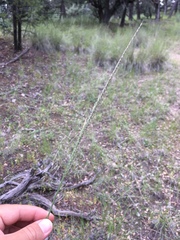 Muhlenbergia dubia