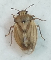 Parapiesma cinereum
