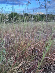 Aristida chinensis