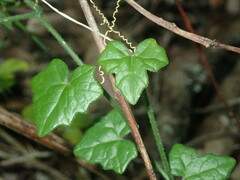 Kedrostis nana