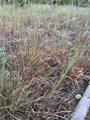 Aristida chinensis