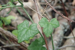 Kedrostis nana