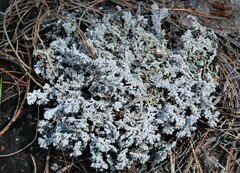 Stereocaulon saxatile