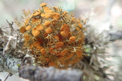 Teloschistes flavicans