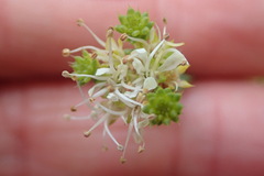 Agathosma apiculata