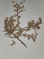 Grayia spinosa