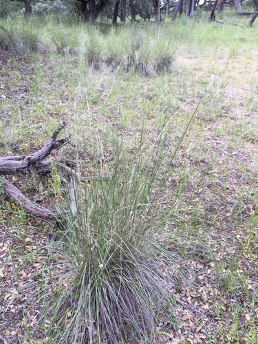 Muhlenbergia dubia, photograph 5