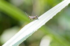 Traulia azureipennis