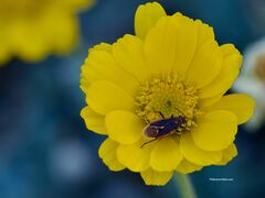 Melacoryphus lateralis