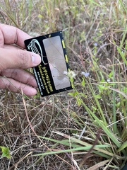 Panicum elegantissimum