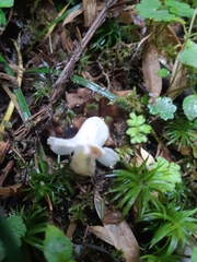 Christisonia hookeri