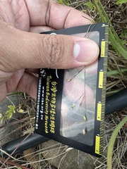 Panicum elegantissimum
