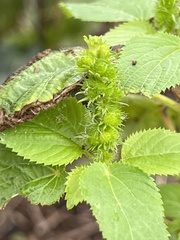 Acalypha ostryifolia