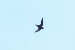 Hirundapus giganteus