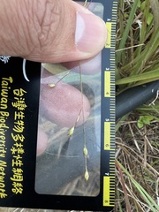 Panicum elegantissimum