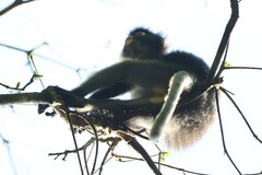 Trachypithecus obscurus